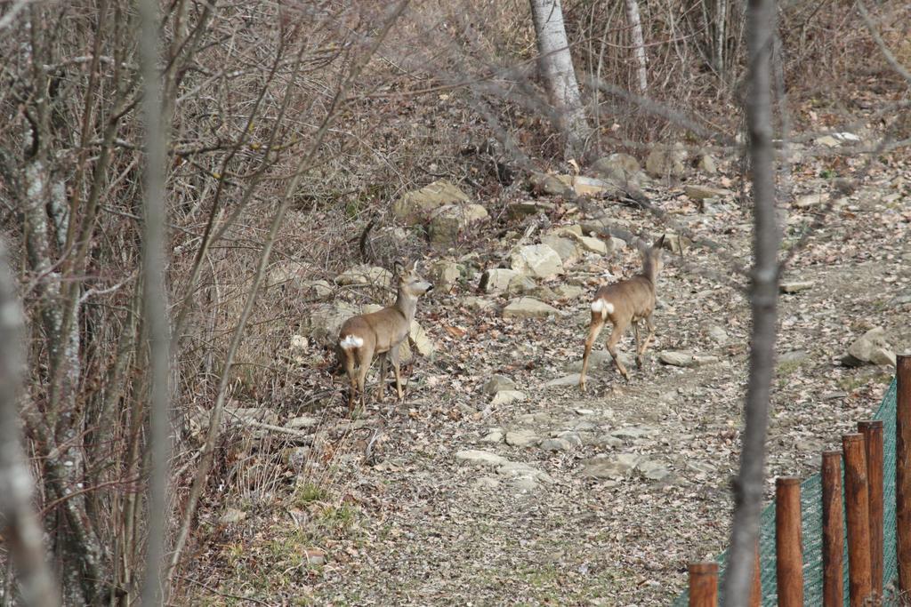Ospitalita' Rurale Casa Cani Berceto Εξωτερικό φωτογραφία